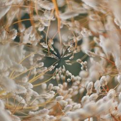 Close-up of dried plant