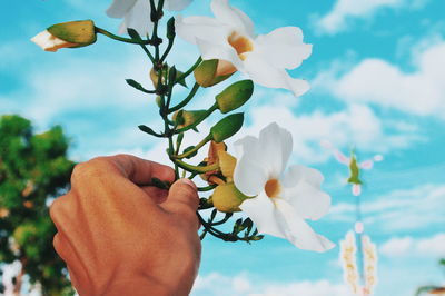 Close-up of person holding flowers