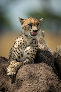 Cheetah family sitting on rock in forest