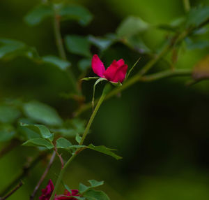 Close-up of pink flower blooming outdoors