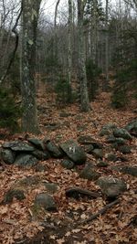 Trees in forest