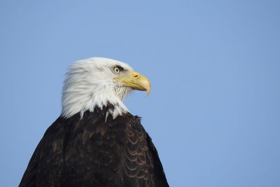 Close-up of eagle against clear blue sky