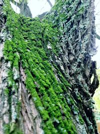 Low angle view of moss on tree trunk