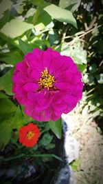 Close-up of pink flower blooming outdoors