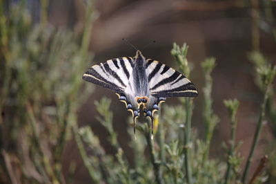 Close-up of butterfly pollinating on flower