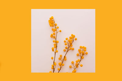 Directly above shot of fresh yellow flowers against orange background