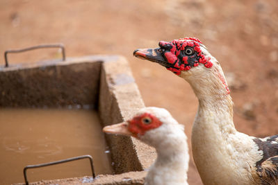 Close-up of duck