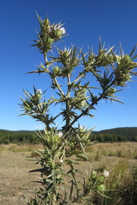 Plant on field against clear blue sky