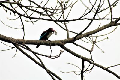 Low angle view of bird perching on branch
