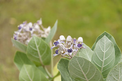 Close-up of flowers