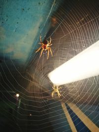 Close-up of spider web