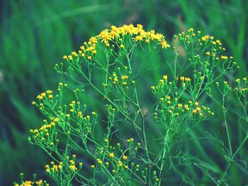 Close-up of flowering plant on field