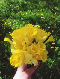 Close-up of hand holding flower