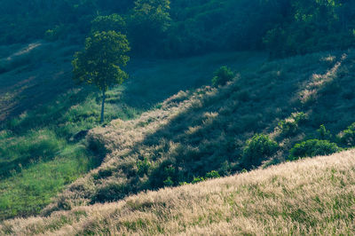 High angle view of trees on field
