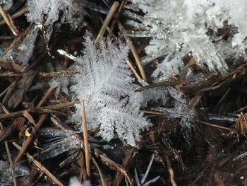 Close-up of frozen plants