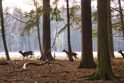 Horses in a forest