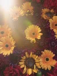 Full frame shot of yellow flowering plants