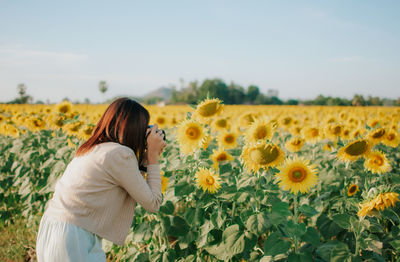 Close-up of sunflower in field