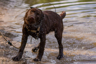 Dog on wet shore