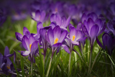 Close-up of purple crocus blooming on field