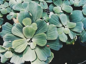 Close-up of flowers in water