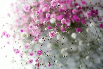 Close-up of pink flowers against blurred background