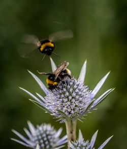 Close-up of bee on purple flower