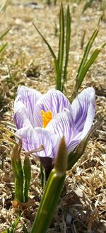 Close-up of purple flowers on field