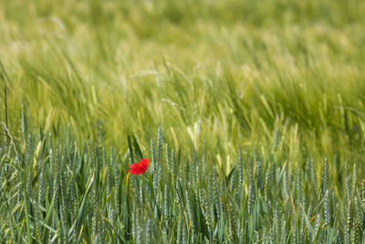 Red poppy in a green field