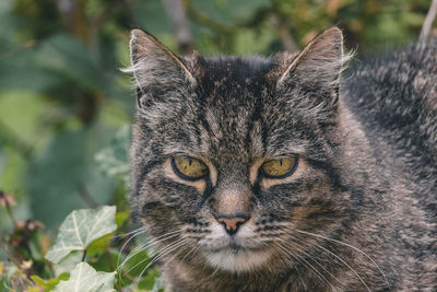 Close-up portrait of cat
