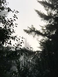 Low angle view of silhouette trees against sky