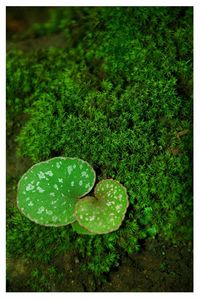 High angle view of green leaf floating on water