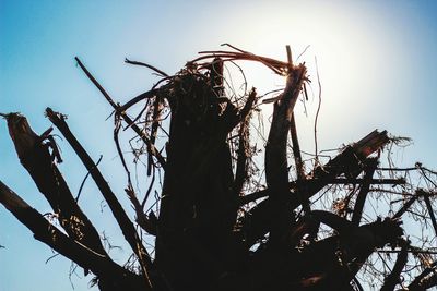 Low angle view of tree against sky