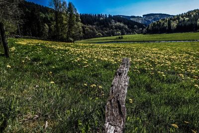 Scenic view of grassy field