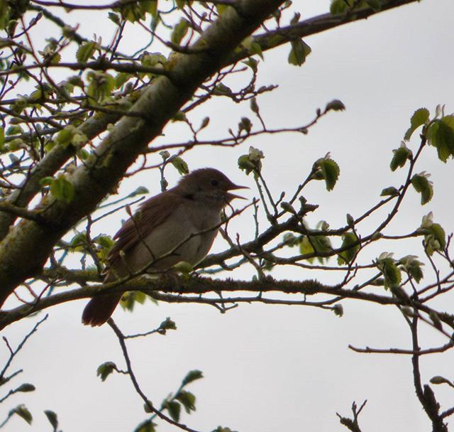 Rspbpulborough