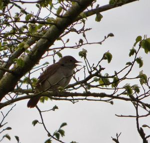 Low angle view of birds perching on branch