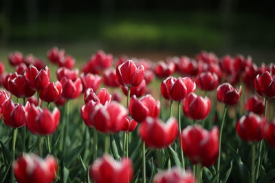 Close-up of red tulips in field