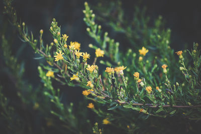 Close-up of flowering plants on field