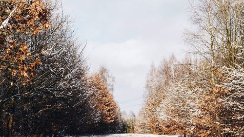 Panoramic shot of bare trees against sky