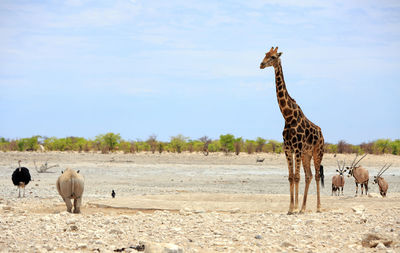 Giraffes on field against sky