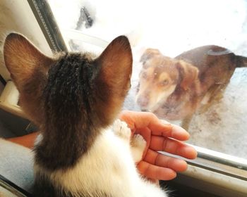 Close-up of hand holding dog