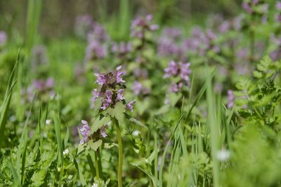 Close-up of purple flowering plants on field
