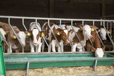 High angle view of horses in pen