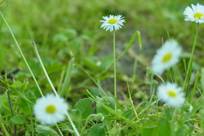 Close-up of white dandelion flower on field