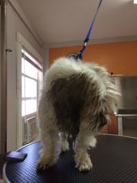 View of a dog looking away at home