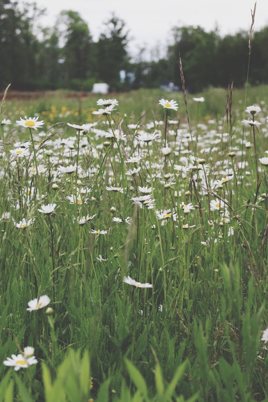 flower, growth, freshness, plant, beauty in nature, fragility, nature, blooming, focus on foreground, field, white color, petal, stem, grass, selective focus, green color, in bloom, close-up, day, tranquility