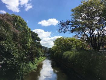 Canal amidst trees in forest against sky