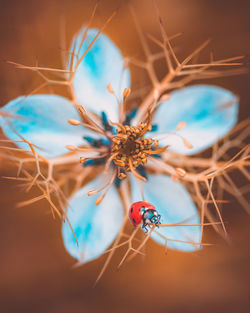 Close-up of insect on plant