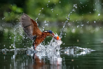 Bird flying over water