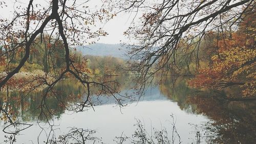 Reflection of bare trees in water